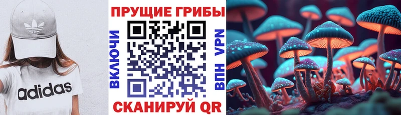 как найти   Сланцы  Галлюциногенные грибы Psilocybine cubensis 